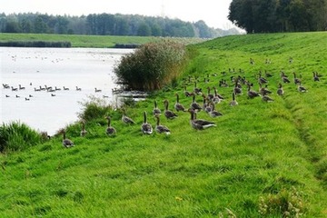 Rastende Gänse am Absetzbecken des Hochwasserrückhaltebeckens Alfhausen-Rieste