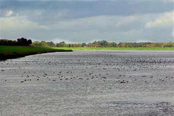 Rastende Vögel auf dem Hauptbecken des Hochwasserrückhaltebeckens Alfhausen-Rieste
