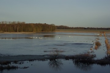 Sing- und Zwergschwäne auf dem Reservebecken im NSG "Hochwasserrückhaltebecken Alfhausen-Rieste"