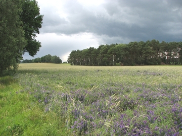 Ostheide bei Himbergen und Bad Bodenteich (Foto: Lars Wellmann)