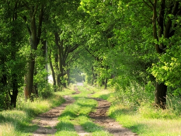 Ostheide bei Himbergen und Bad Bodenteich (Foto: Lars Wellmann)