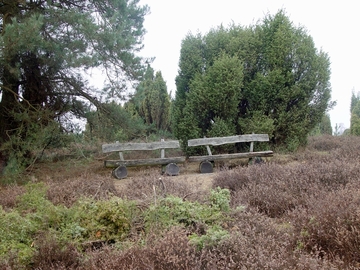 Ellerndorfer Wacholderheide (Foto: Petra Mros)