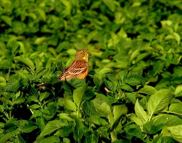 Ortolan (Foto: Lars Wellmann)