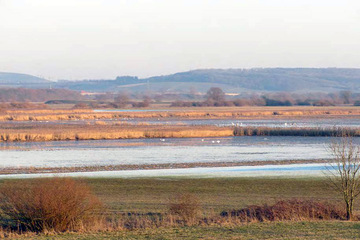 Flacher Wasserstand in Polder I (Peter H. Barthel)