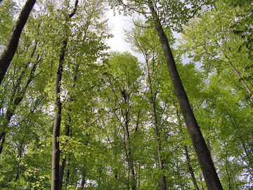 Rotmilannest in Buchenbestand (Gerd Brunken)