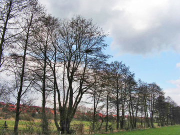 Rotmilannest in Gehölzsaum (Gerd Brunken)