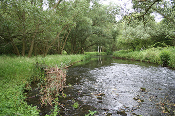 Weidenauwald