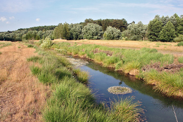 Nährstoffreicher Graben