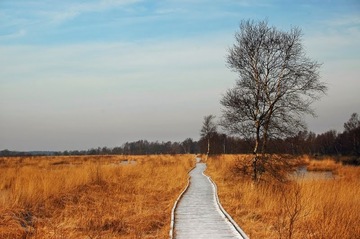 Bohlenweg