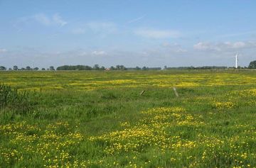 Feuchtgrünland im Teilgebiet Twixlumer Hammrich