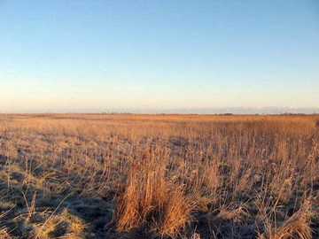 Landröhrichte im Teilgebiet Uhlsmeer