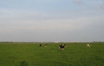 weitläufig offenes Grünland südlich des Larrelter Tiefs (Barkhausen)