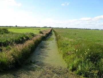 Grünland und Graben im Teilgebiet Wymeerer Hammrich