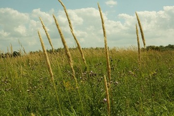 Dichte Gras- und Hochstaudenvegetation im ehemaligen Feuchtgebiet