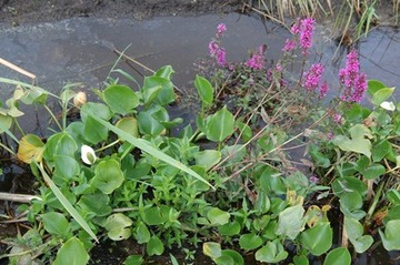 Umgesetzte Sohlvegetation mit Schlangenwurz (oder Sumpf-Calla, Drachenwurz: breite herzförmige Blätter, Fruchtstände mit weißem Hüllblatt), rechts hinten blühender Blutweiderich