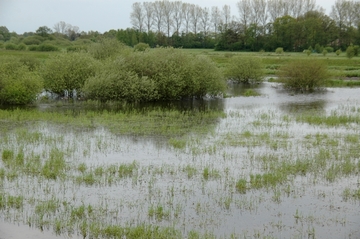 Rückverlegung bei Barßel bei Hochwasser kurz nach der Deichöffnung