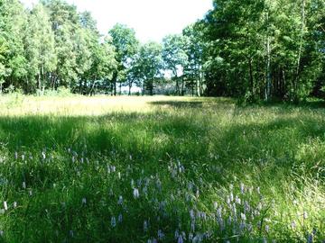 Orchideenwiese bei Diepenau