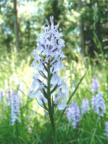 Geflecktes Knabenkraut (Dactylorhiza maculata)