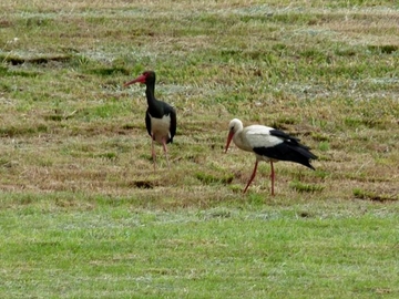 Schwarz- und Weißstorch als Nahrungsgäste