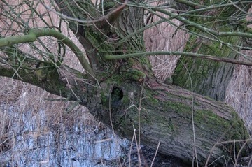 Höhle am Stammfuß einer älteren Baumweide – potenzielles Versteck von Fledermäusen