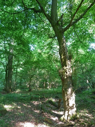 Naturschutzgebiet "Hägerdorn"