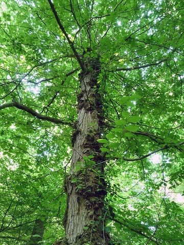 Naturschutzgebiet "Hägerdorn"