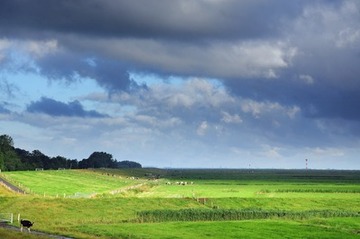 Deichvorland bei Belum