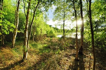 Birkenwald im NSG "Silbersee und Laaschmoor"