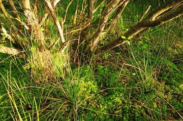 Faulbaumgebüsch und wachsende Torfmoose im NSG "Silbersee und Laaschmoor"