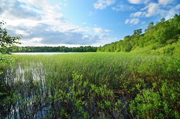 Verlandungszone am Silbersee