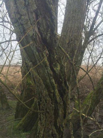 Auch solche Längsrisse in der Borke können tiefer in den Stamm reichen und Fledermäuse beherbergen