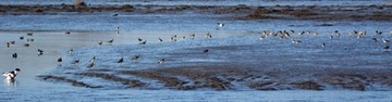 Zahlreiche Enten- und Watvögel nutzen zur Zugzeit Gewässer und Wattflächen zur Rast und Nahrungssuche