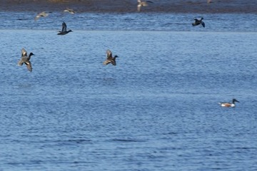 Einfliegende Krickenten an Wasserflächen, die auch bei Ebbe nicht trocken fallen; vorne rechts ein Erpel der Löffelente