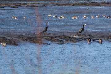 Kormorane am Ufer weisen auf Fischbestände der Tiefwasserbereiche hin