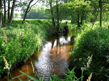 NSG "Veerseniederung" - Naturnahe Veerse mit Röhricht, Weiden und Erlen im Uferbereich