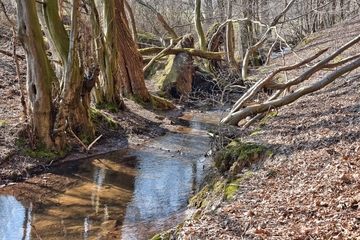 Naturschutzgebiet "Alte Teichanlage an der Rinderweide"