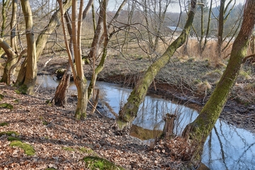 Naturschutzgebiet "Alte Teichanlage an der Rinderweide"