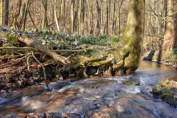 Naturschutzgebiet "Alte Teichanlage an der Rinderweide"