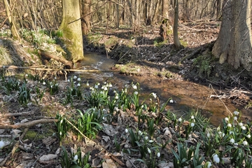 Naturschutzgebiet "Alte Teichanlage an der Rinderweide"