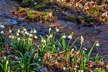 Naturschutzgebiet "Alte Teichanlage an der Rinderweide"