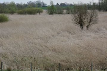 Ästuartypische Lebensräume am Altarm Coldam: weite Röhrichtbereiche und aufwachsender Auwald