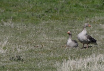 Beide Elterntiere bewachen aufmerksam die sich duckenden Jungen.