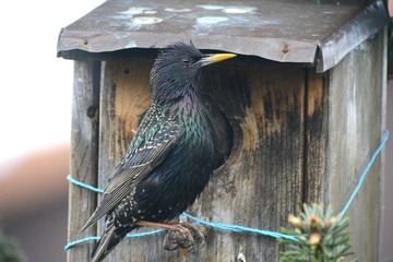 Foto 1: Starenmännchen am Nistkasten, erkenntlich am blaugrauen Schnabelgrund und der ungefleckt schwarz-schillernden Brust