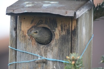 Foto 2: Jungvogel kurz vor dem Ausflug