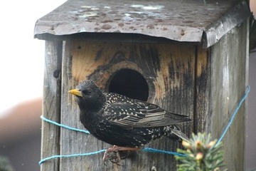 Foto 3: Starenweibchen, der Schnabelgrund ist gelblichblass und die Brust weist einige Flecken auf