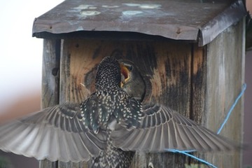 Foto 4: Noch werden die Jungen am Nest pausenlos von beiden Eltern gefüttert...