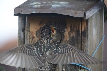 Foto 4: Noch werden die Jungen am Nest pausenlos von beiden Eltern gefüttert...