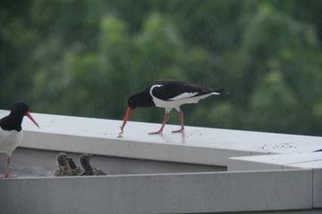 Foto 4: … die schon mit frischem Wurm bereitstehen.