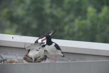 Foto 6: Wird der Regen stärker oder hält länger an, wärmen beide Altvögel ihre Jungen mit ihrem Körper, sie „hudern“.