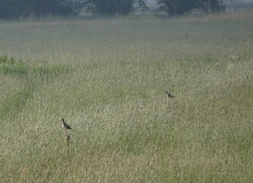 Foto 2: Aufmerksame Rotschenkel auf angrenzenden Mähwiesen
